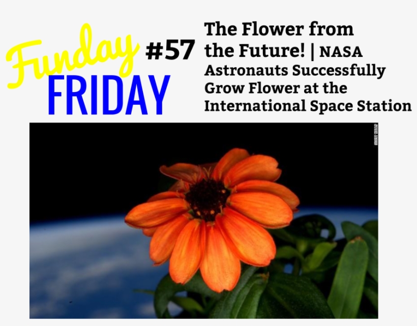 Funday Friday - - Zinnia Flower In Space, transparent png download