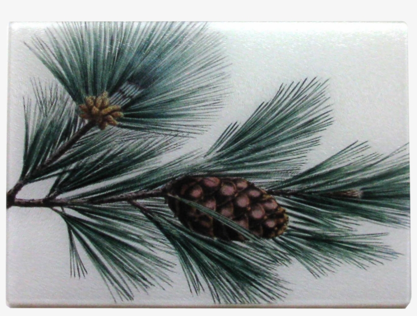 Golden Hill Studio Pine Bough Throw Pillow, transparent png download