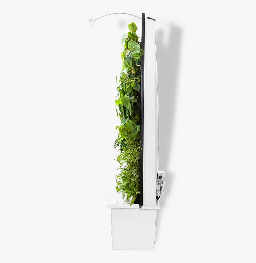Naava Green Walls - Green Wall, transparent png download