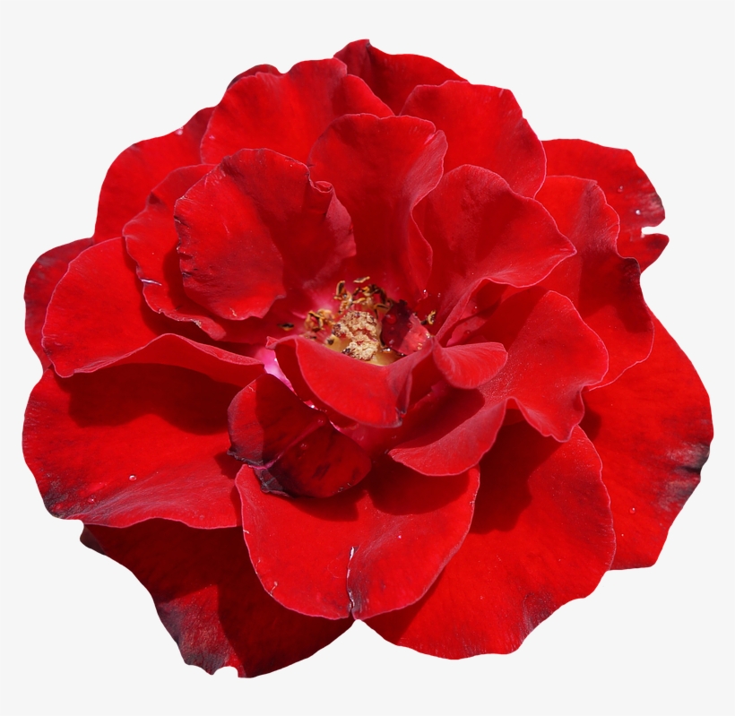 Rosa Vermelha Bela Png - Schöne Rote Rose, Elegante, Wedding Einladung, transparent png download