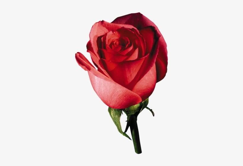 Flores Vermelhas Naturais Enviam A Mensagem Clara E - Wedding Photo Frames For Photoshop, transparent png download