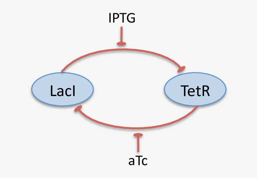 Conceptual Diagram Of Laci/tetr Toggle Switch - Conceptual Model, transparent png download