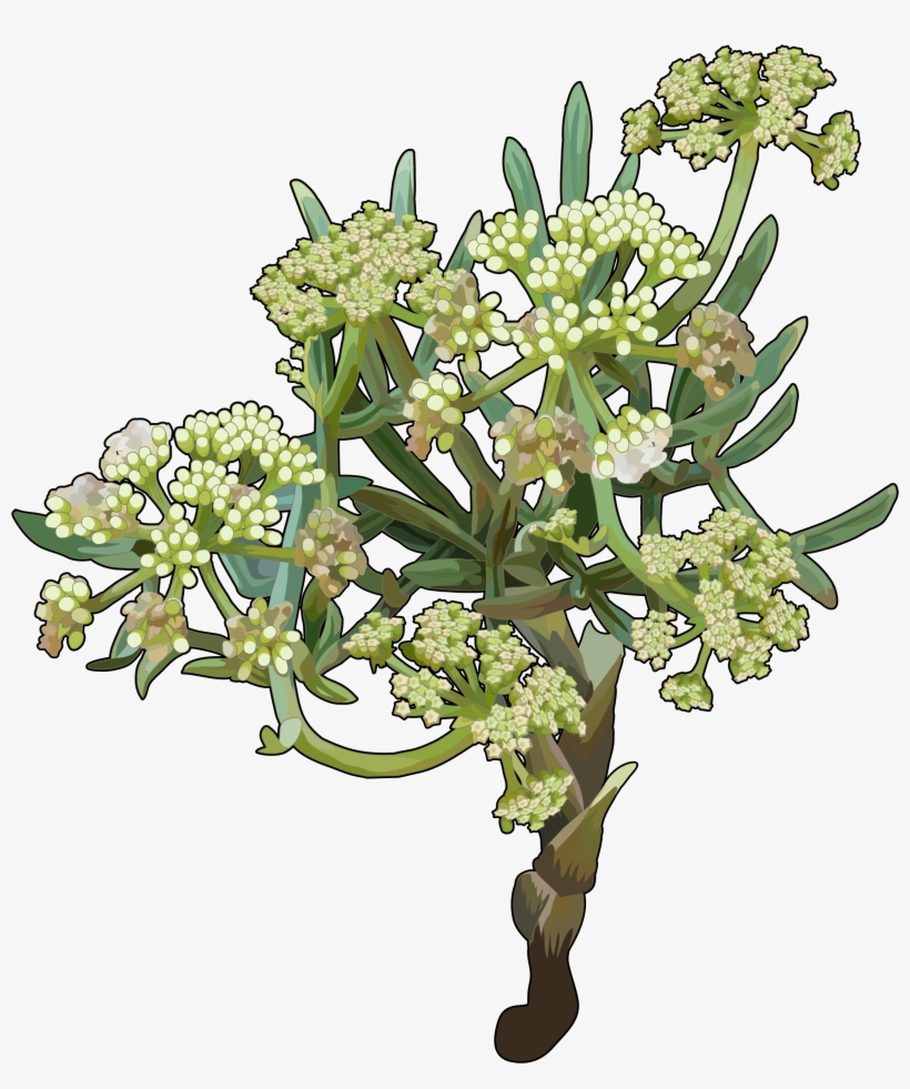 Perejil Del Mar - Rock Samphires, transparent png download