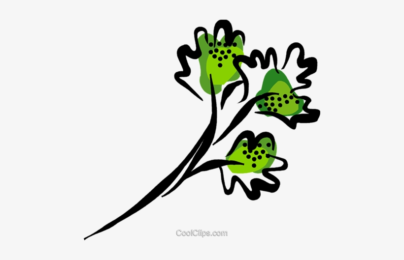 Perejil Libres De Derechos Ilustraciones De Vectores - Parsley, transparent png download