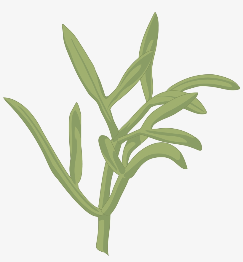 Perejíl De Mar - Illustration, transparent png download