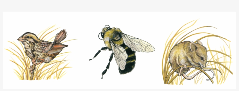 Cowling Arboretum Erica Williams Creatures, transparent png download