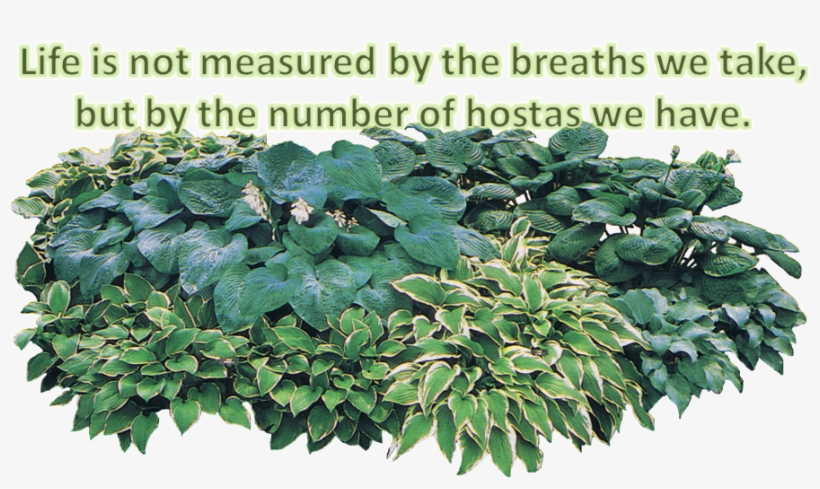 More Information Contact Dixieregion@gmail - Number Of Hostas Oval Sticker, transparent png download