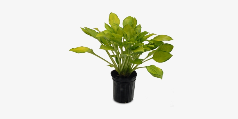 Aglaonema Freedman, transparent png download