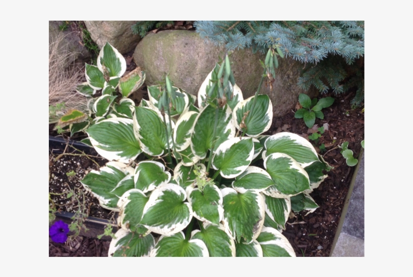 Common Name - Hosta-patriot - Arrowroot Family, transparent png download