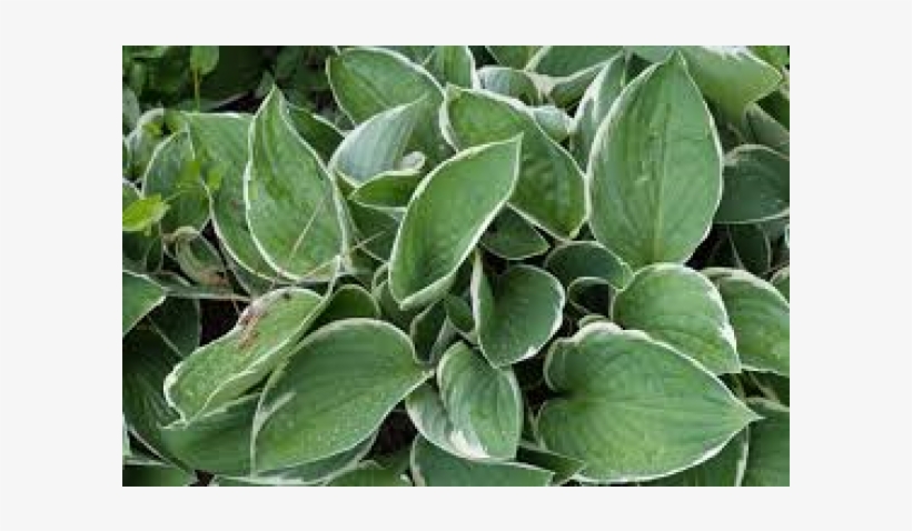 Hosta 'undulata Albomarginata' - Tree, transparent png download