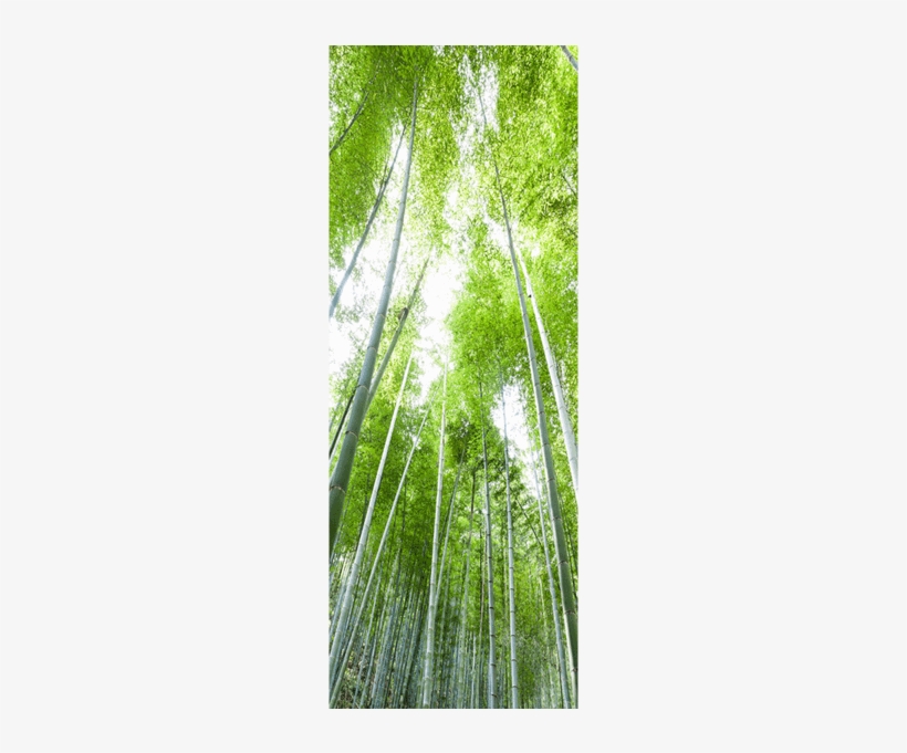 Bamboo Forest, transparent png download