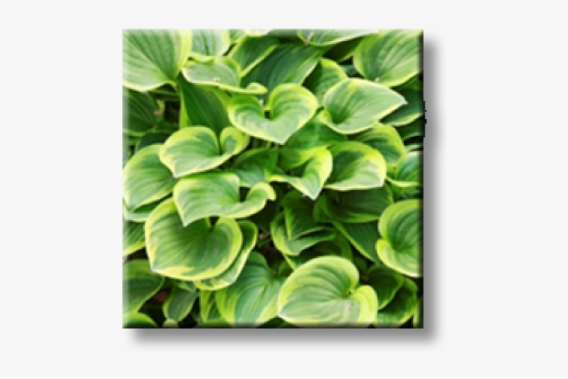 Plantain Lilies, transparent png download