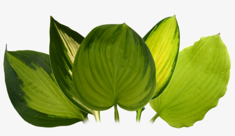 Hosta - - Portable Network Graphics, transparent png download