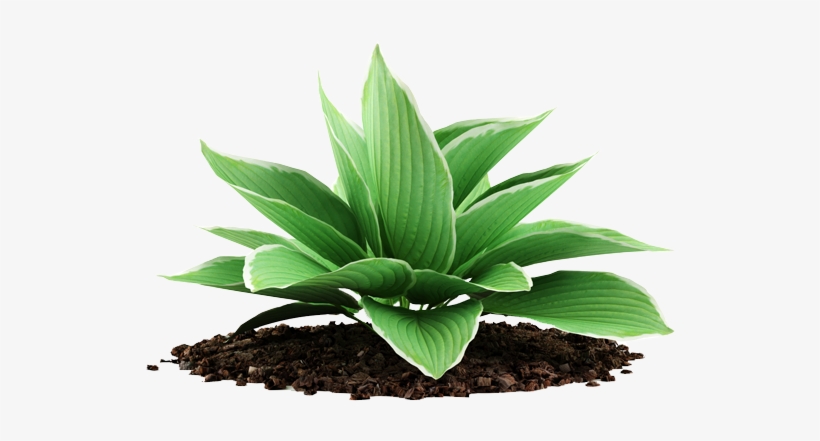 Our Clients Love Us - Illustration, transparent png download