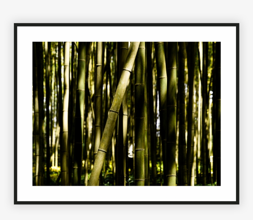 Bamboo Forest - Bamboo, transparent png download