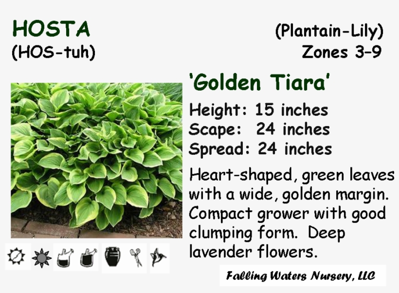 Available In 1-2 Gallon Pot - Gardening, transparent png download
