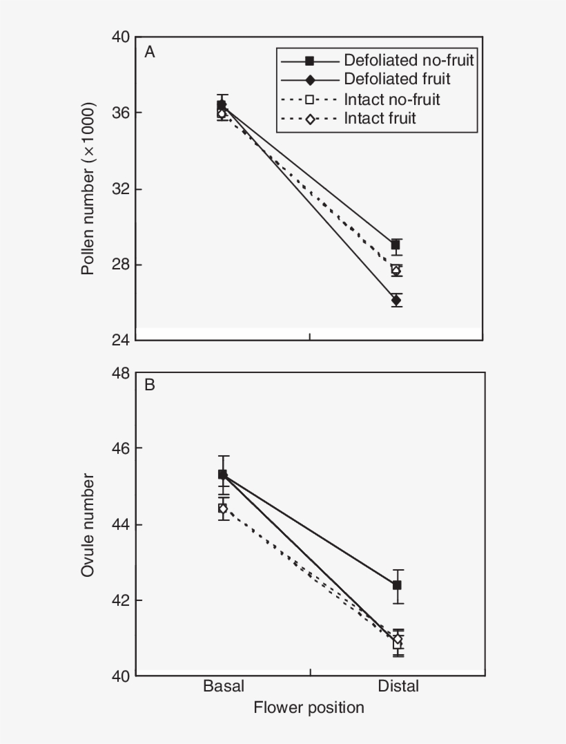 Per Flower Between Basal And Distal Positions Of Fruit - Blue Plantain-lily, transparent png download