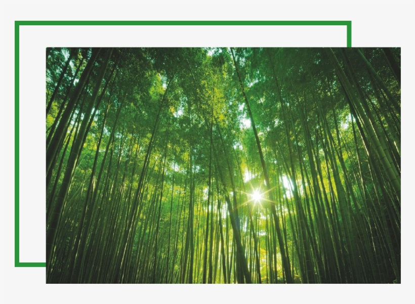 Bamboo Genesi Life - Will Be With You Numbers Instructor Workbook, transparent png download