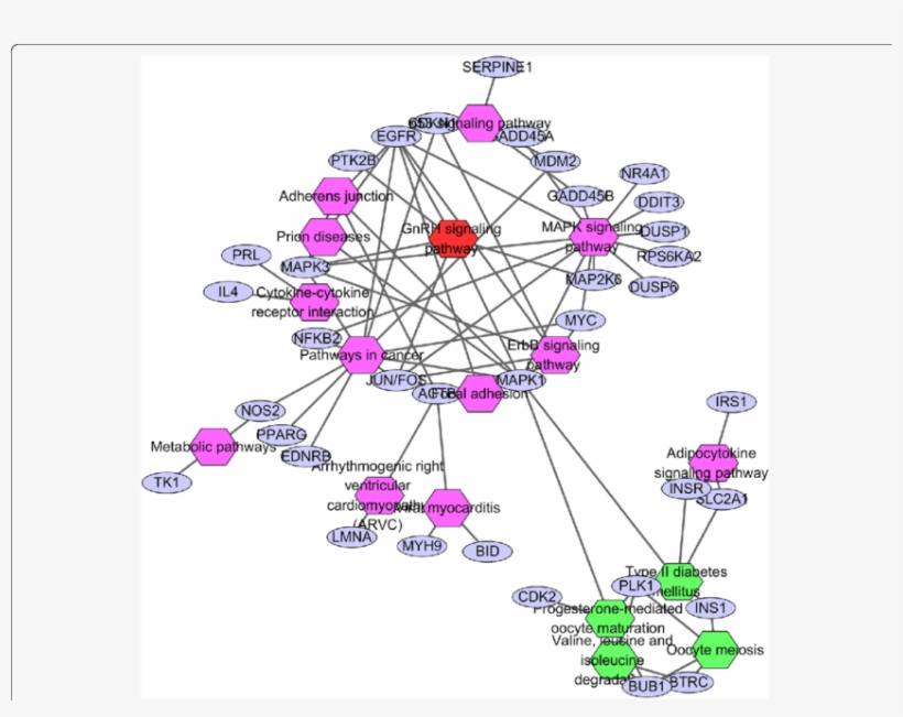 Nodes Linking The Enriched Kegg Pathway By Hub Genes - Clusterone, Inc., transparent png download