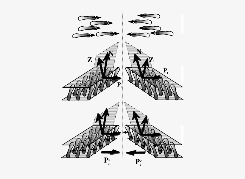 Molecular Arrangements And Their Images In A Mirror - Illustration, transparent png download