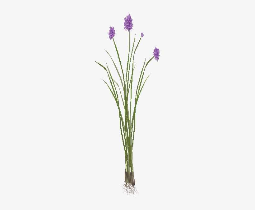 Feed Walking Onions Garden Tea - Grass, transparent png download