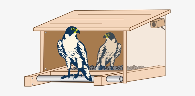 A Pair Of Peregrine Falcons Reside In A Man-made Nest - Tappan Zee Bridge Falcon, transparent png download
