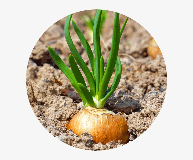 Onions - Vegetable, transparent png download