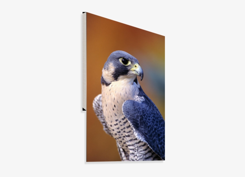 Close Up Of Adult Male Peregrine Falcon Canvas Print - Miss Alma Peregrine Bird, transparent png download