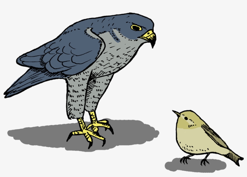 26 Nov - Northern Harrier, transparent png download