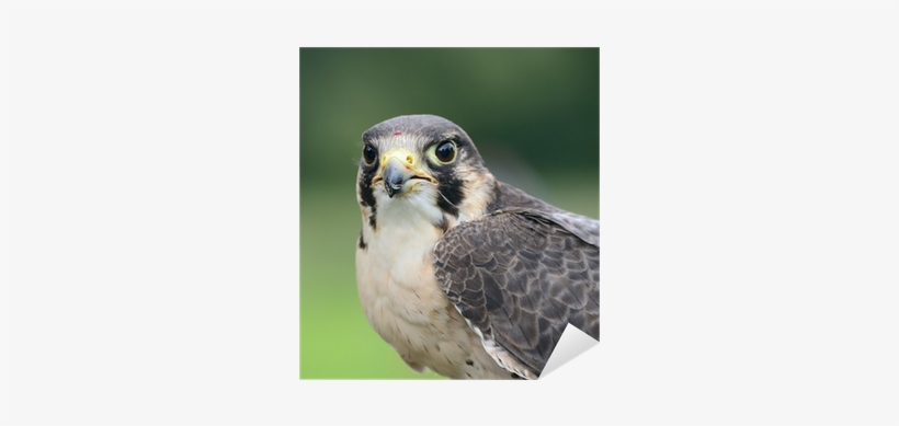 Hawk, transparent png download