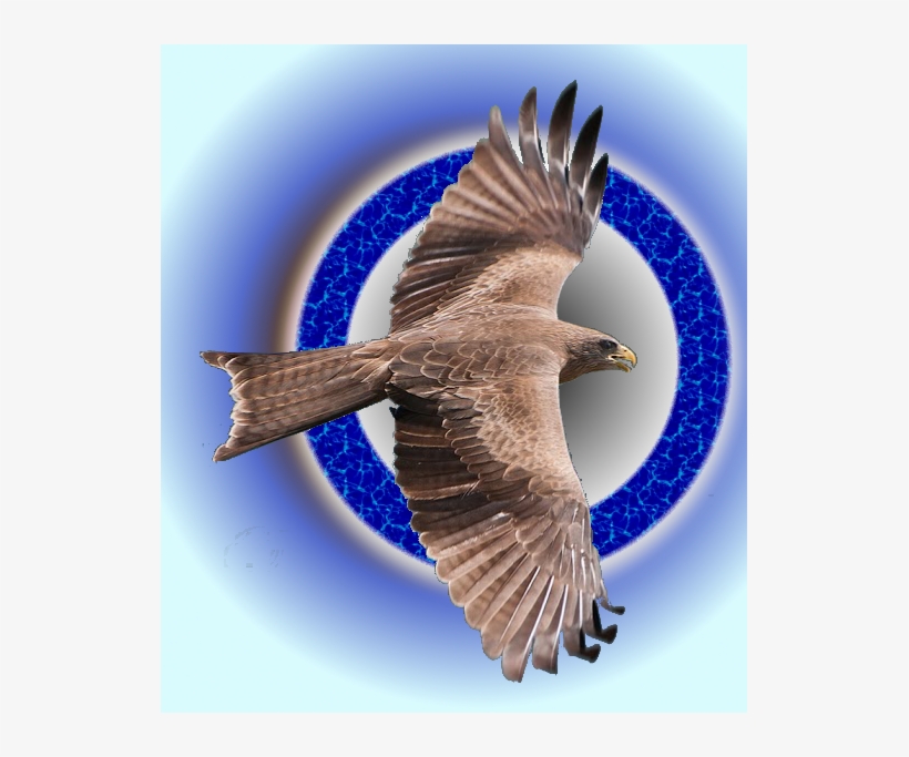 Discover Ideas About Peregrine Falcon - Northern Harrier, transparent png download