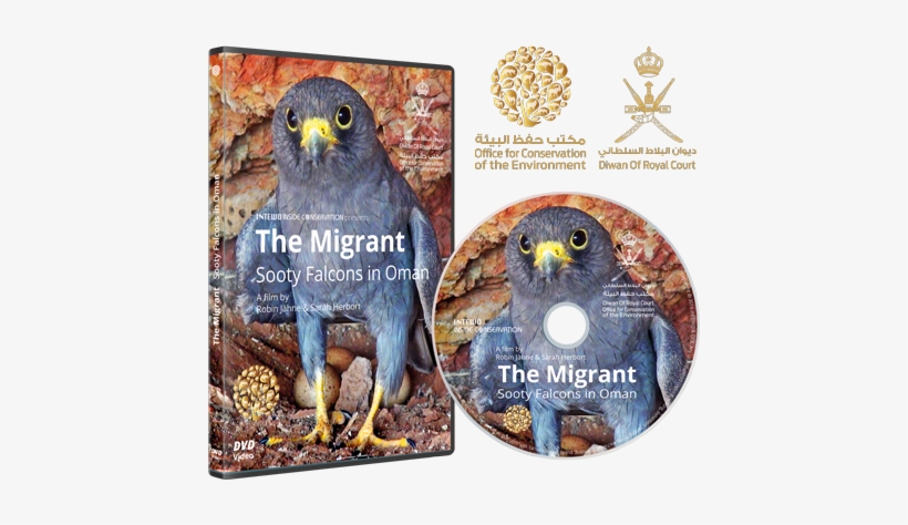 Sooty Falcons In Oman" Is The Title Of A Fascinating - Red-tailed Hawk, transparent png download