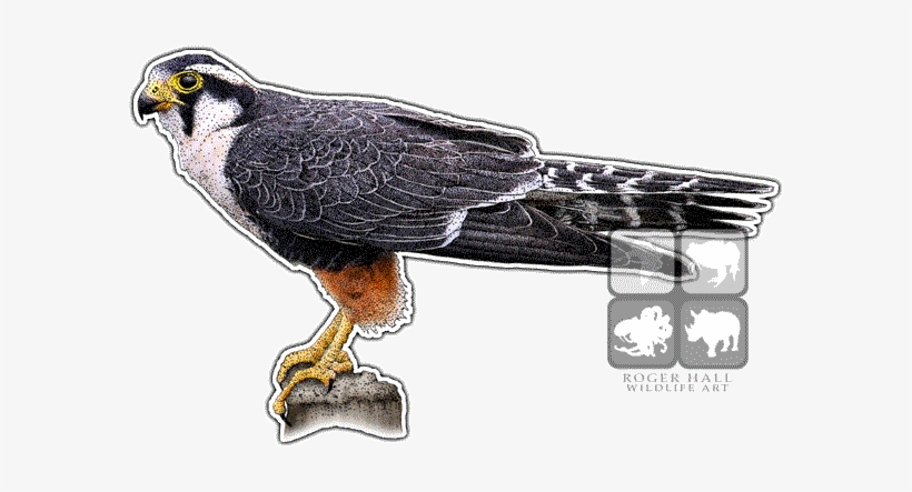 Aplomado Falcon Decal - Falcon, transparent png download