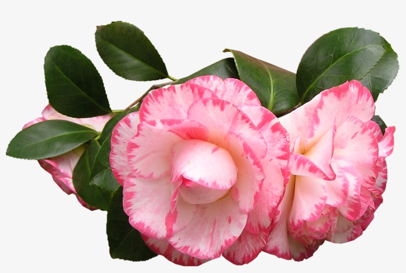 Camellia Flowers Leaves - Camelias Png, transparent png download