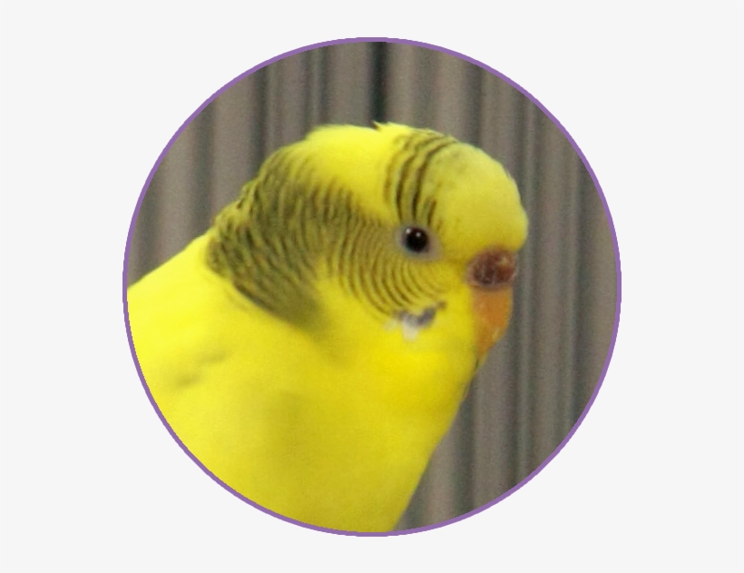 Contact - Budgie, transparent png download