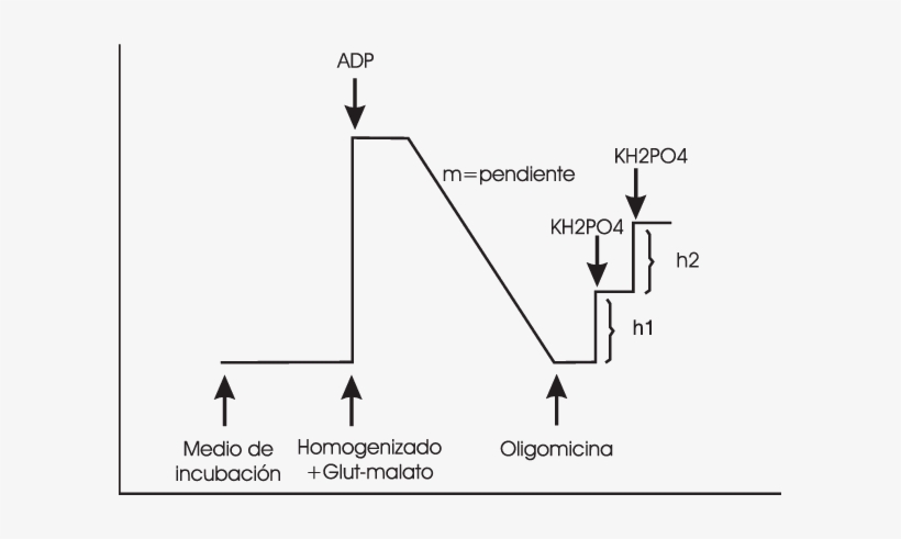 Curva Típica En La Determinación De La Actividad De - Atp Synthase, transparent png download