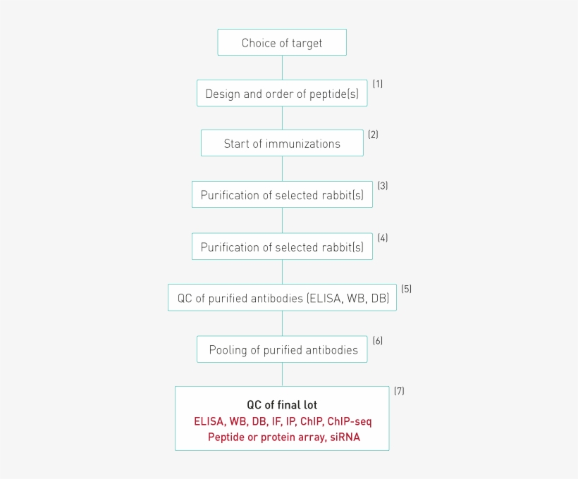 Antibodies Production And Qc Process - Production, transparent png download