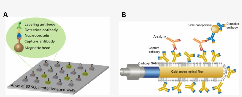 A) Representation Of An Antibody-based Sandwich Assay - Diagram, transparent png download