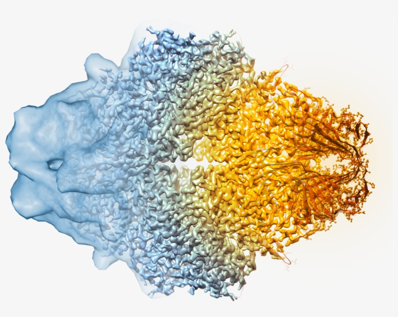 Medium-resolution Image - Cryo Em Beta Galactosidase, transparent png download