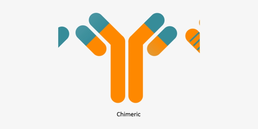 Antibody Humanisation - Gtp Technology, transparent png download