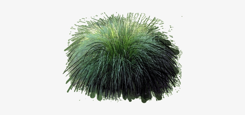 Ornamental Grass Png Fountain Grass - Fountain Grass, transparent png download
