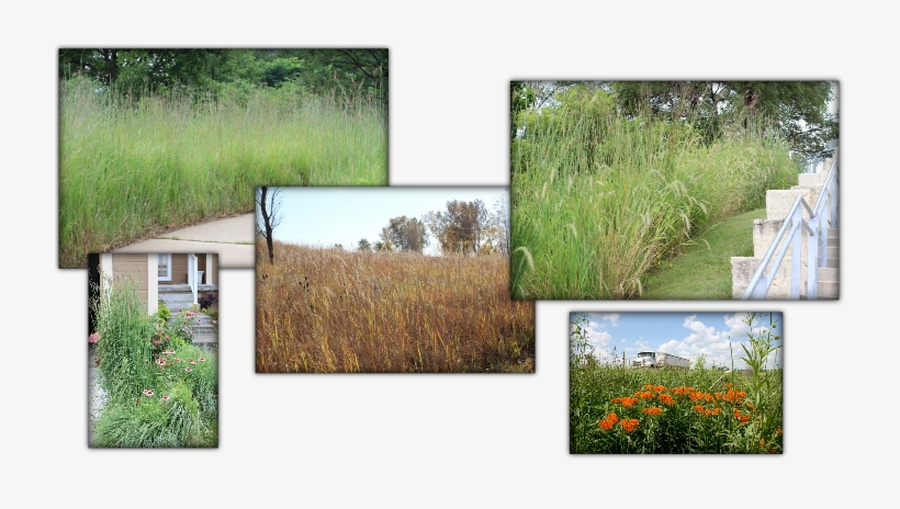 Freshwater Marsh, transparent png download