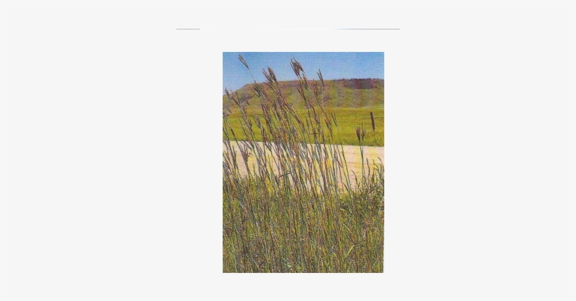 Sweet Grass, transparent png download