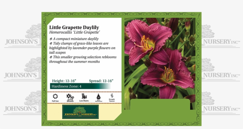 Little Grapette Daylily Hemerocallis 'little Grapette' - Strutters Ball Daylily, transparent png download