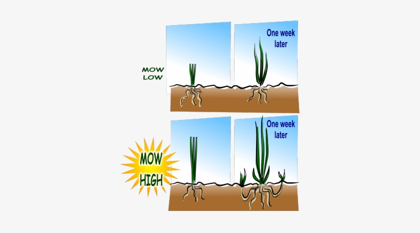 Lawn Care Must Do - Райграс За Колко Време Пониква, transparent png download