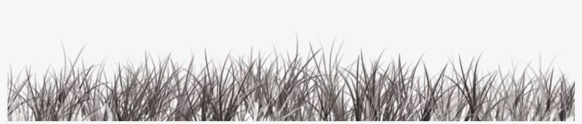 Discover The Power Of - Grass, transparent png download