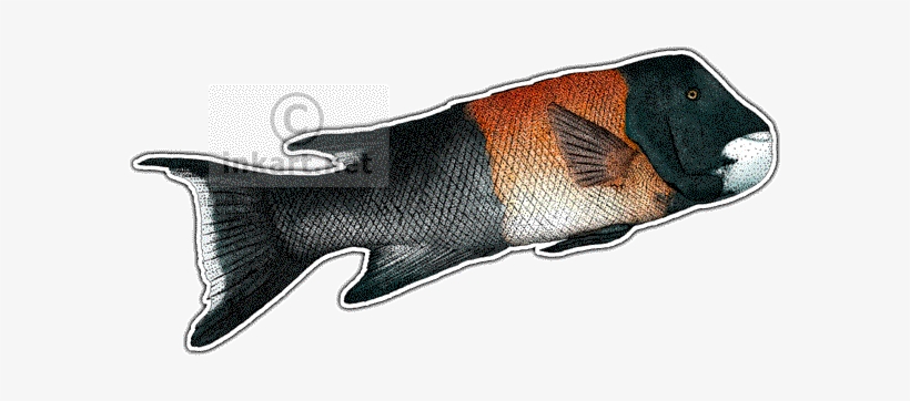 California Sheephead Decal - California Male Sheephead Fish Drawing, transparent png download