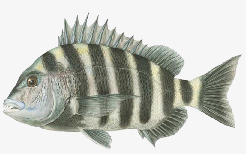 Grey Ghost Charters - Zeckos White Wood And Glass Sea Life Decorative Serving, transparent png download