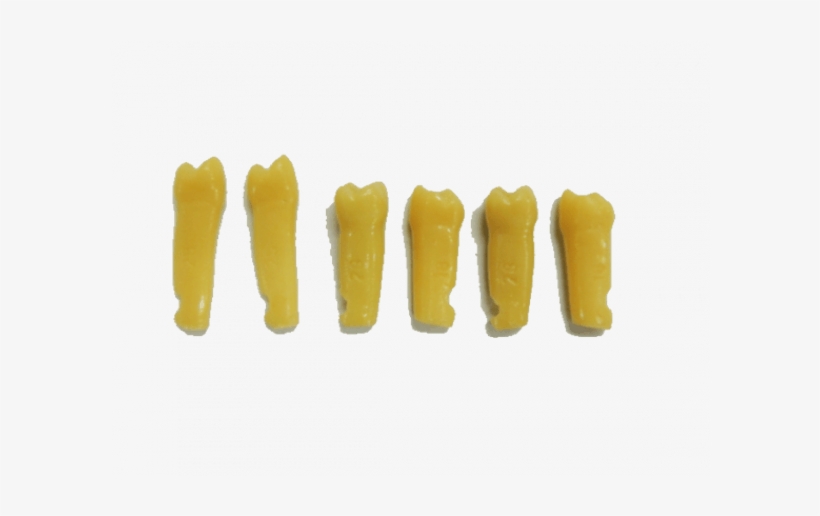 Dente 2º Molar N - Tooth, transparent png download