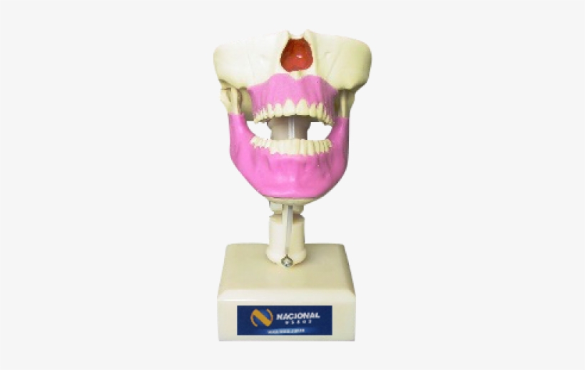Fancybox - Human Tooth, transparent png download